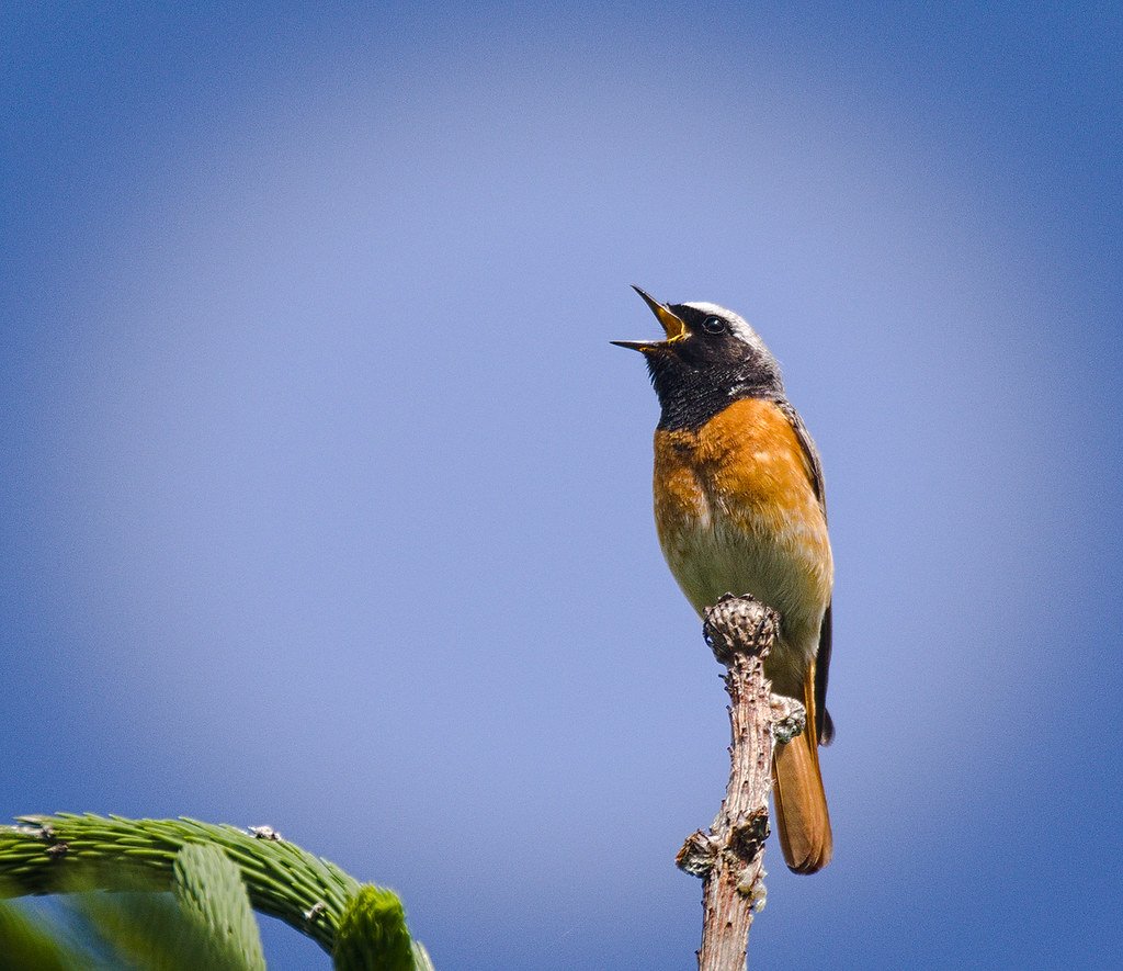 The Future of Animal Morning Routines