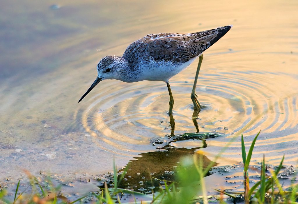 Conclusion: The Timeless Dance of Dawn (image credits: flickr)