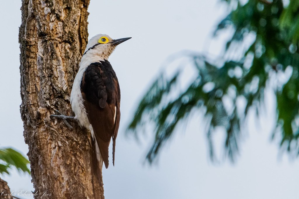 The Ripple Effect (image credits: flickr)