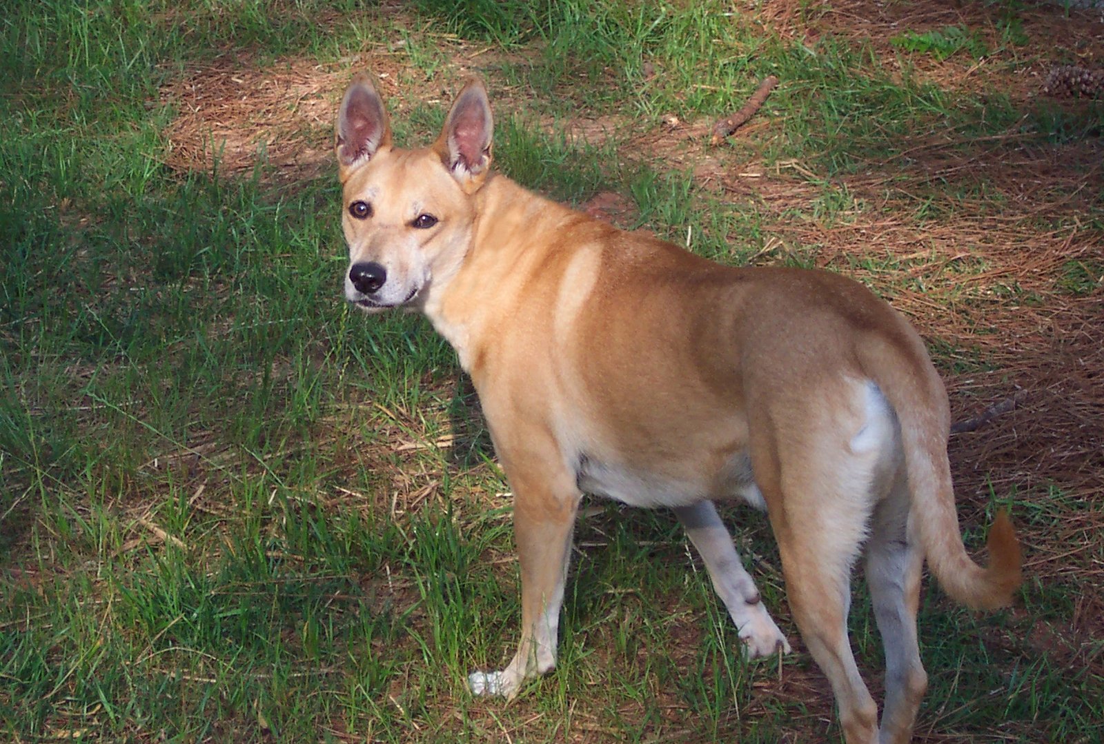 Behavioral Genetics Reality Check (image credits: wikimedia)