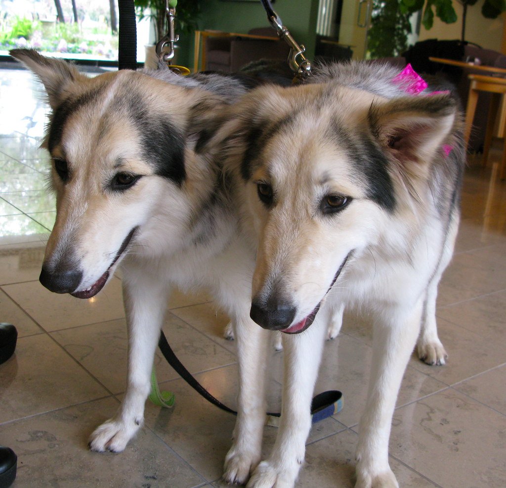 Future Developments in Pet Genetics (image credits: flickr)