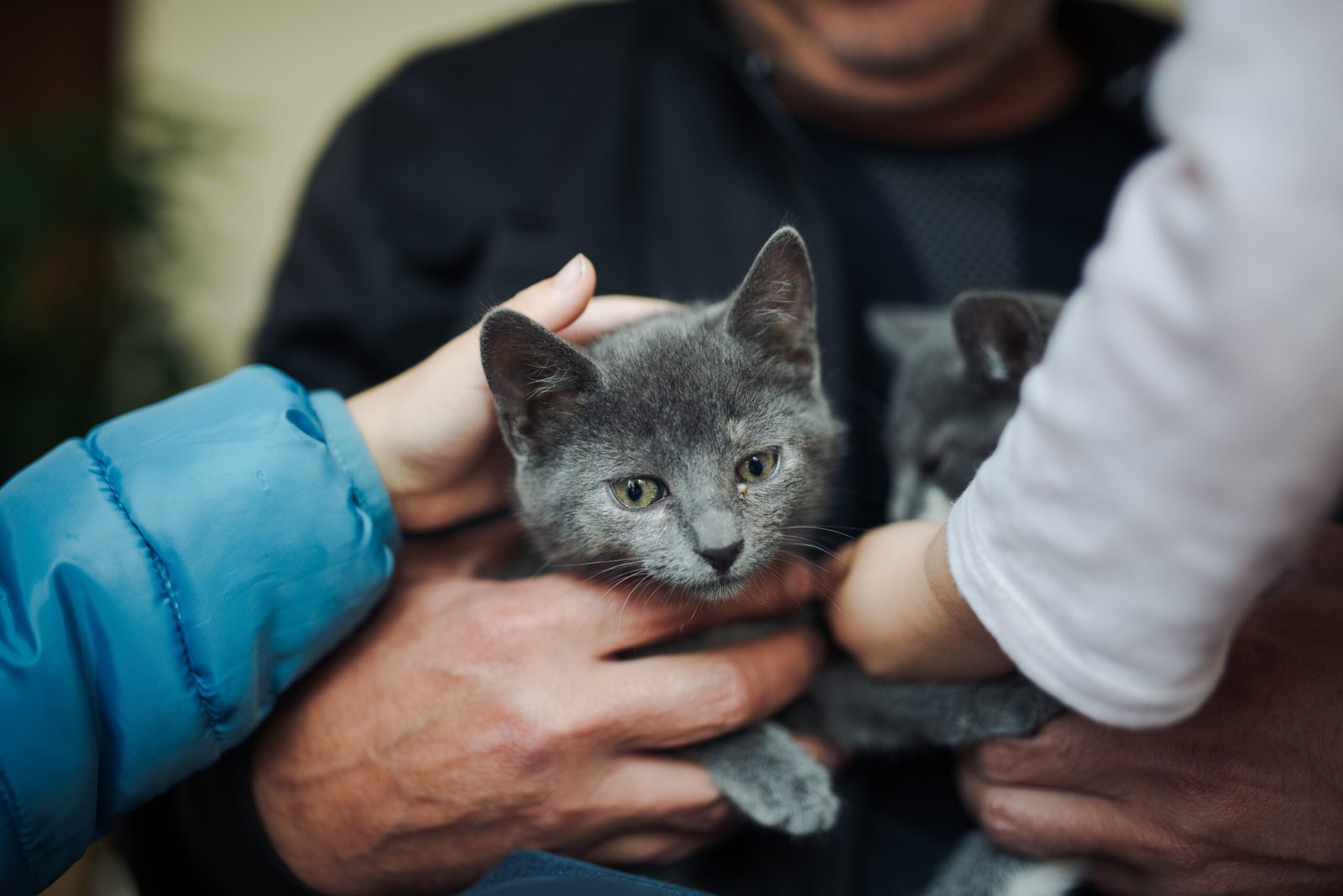 Realistic Expectations for Pet Owners (image credits: wikimedia)