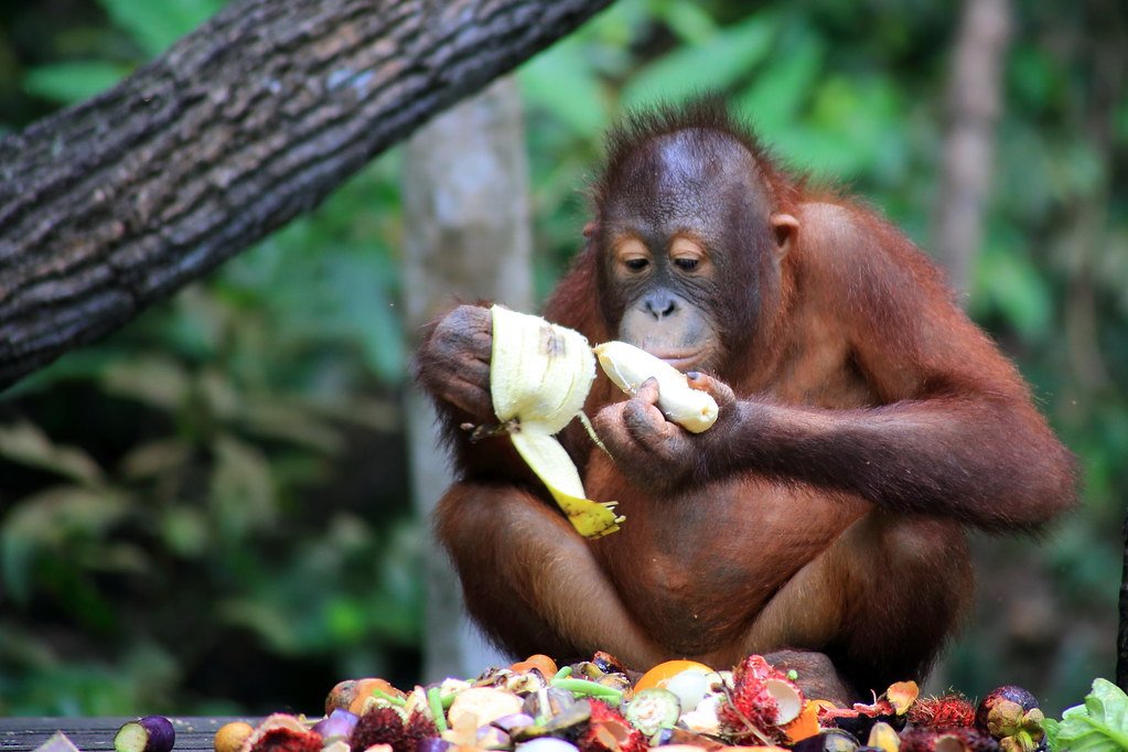 The Secret Life of Kinabalu's Mammals (image credits: flickr)
