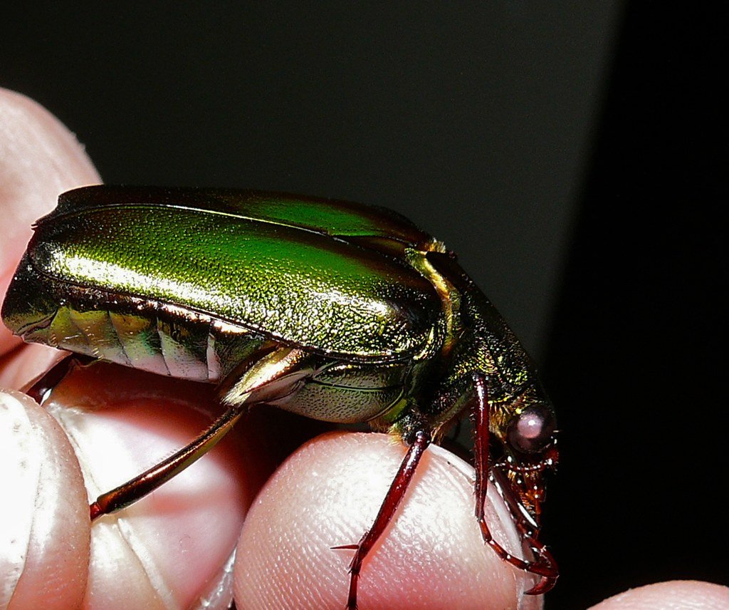 Insect Diversity Beyond Imagination (image credits: flickr)