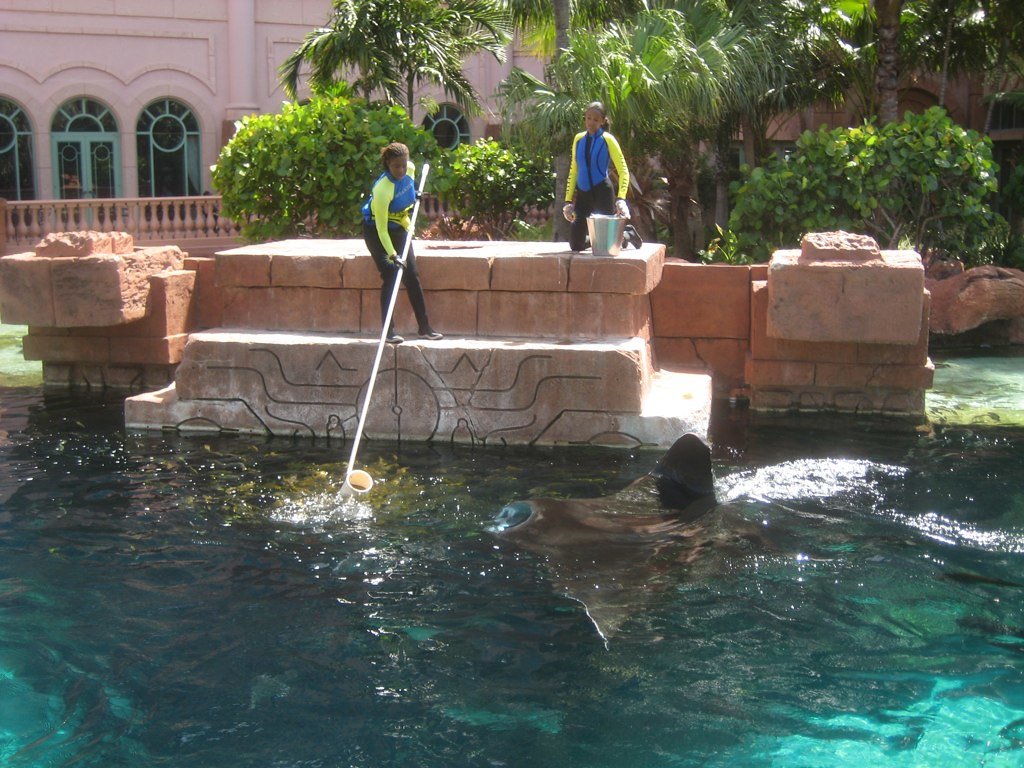 Learning and Cultural Transmission (image credits: flickr)