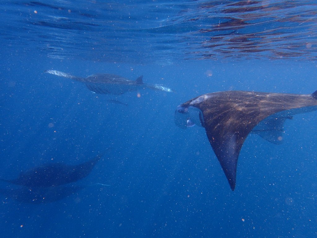 What This Means for Ocean Conservation (image credits: flickr)