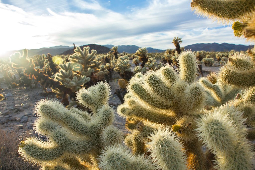Desert Adaptations to Scarce Water Cycles (image credits: flickr)