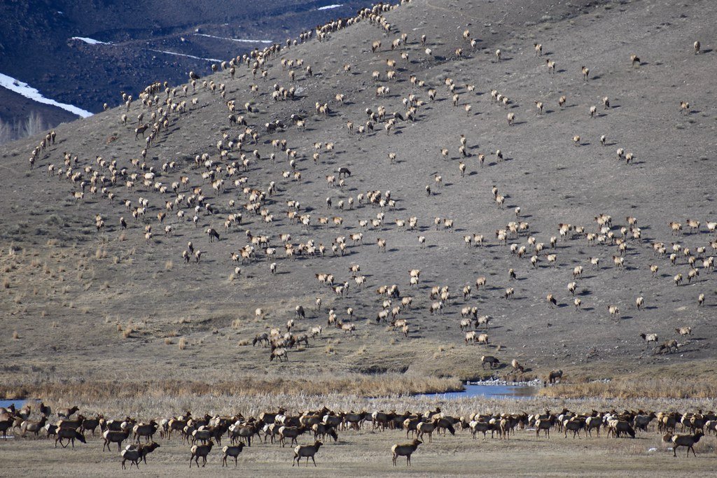 Seasonal Water Cycle Variations and Wildlife Migration (image credits: flickr)