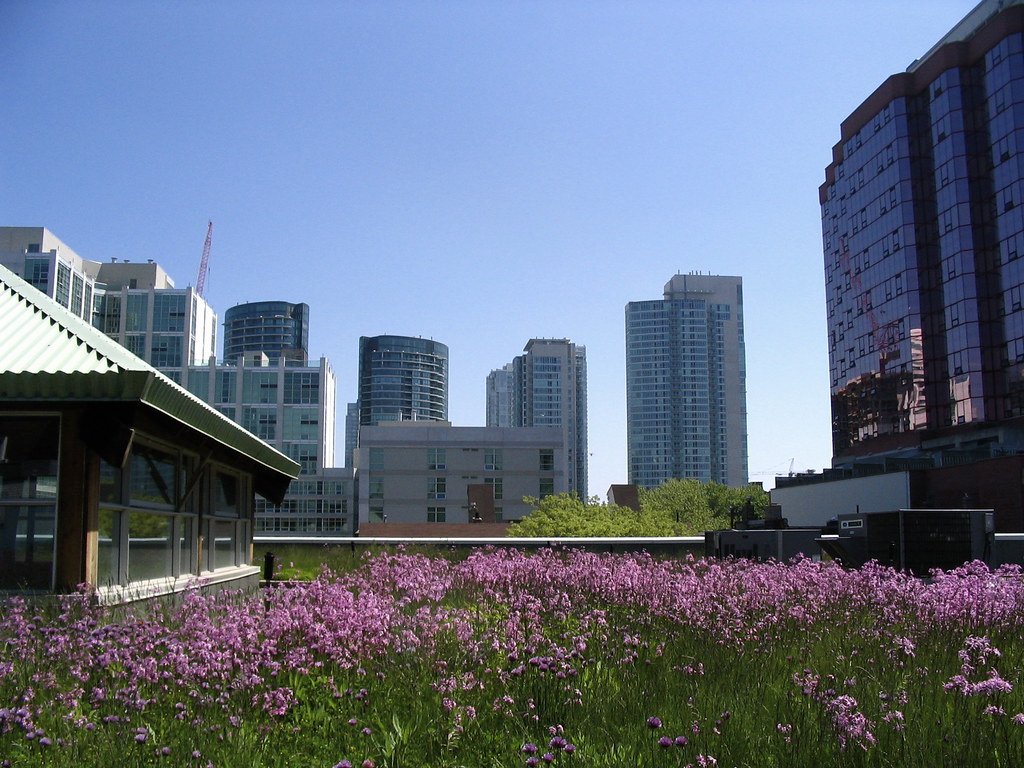 Urban Heat Islands: Cities as Climate Amplifiers (image credits: flickr)