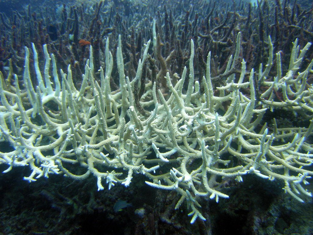 Marine Ecosystem Collapse: The Ocean's Breaking Point (image credits: flickr)