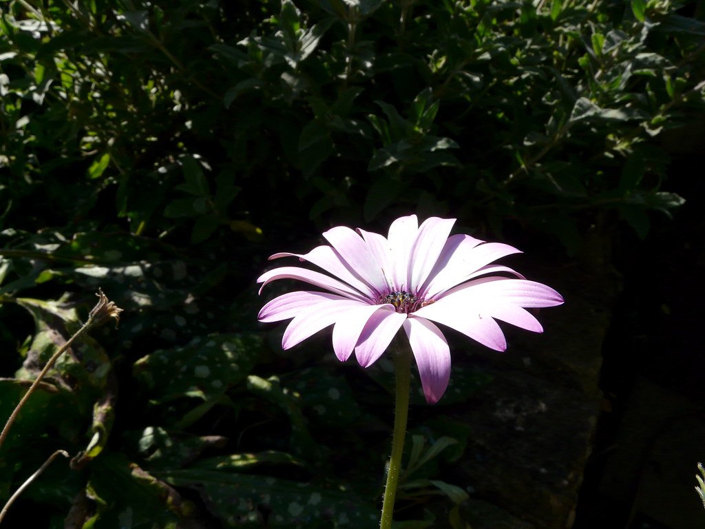 Stress Signals and Emergency Response (image credits: flickr)