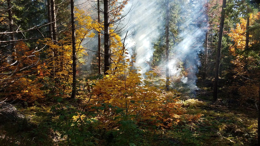 Conservation Implications of Plant Communication (image credits: flickr)