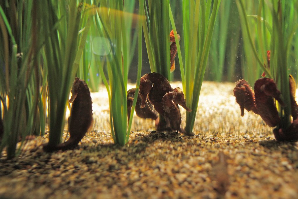 The Miracle of Seahorse Birth (image credits: flickr)