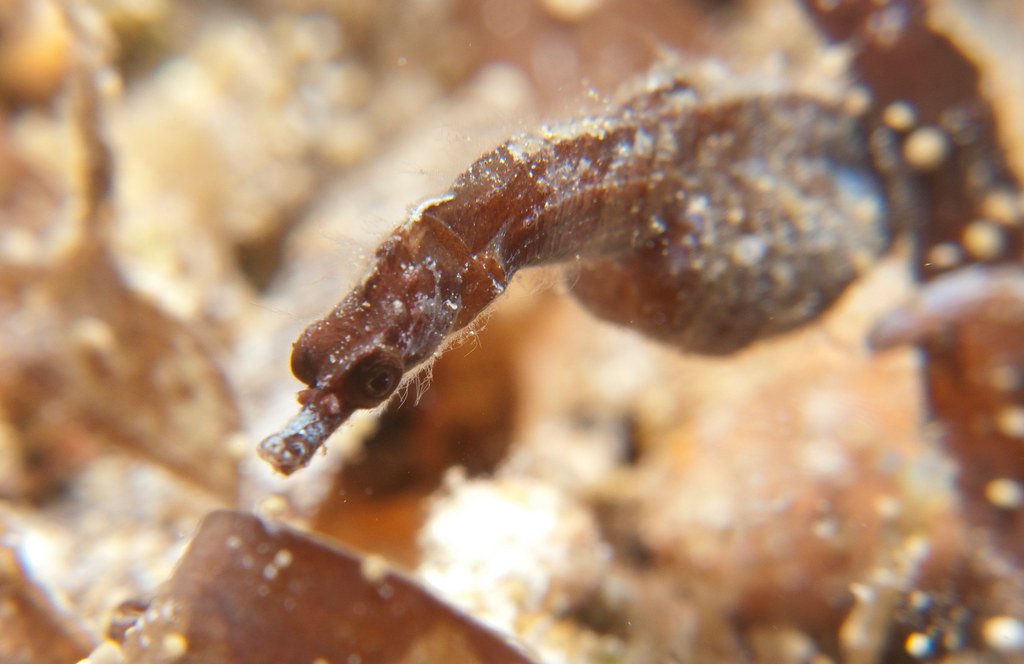 Species Variations in Male Pregnancy (image credits: flickr)