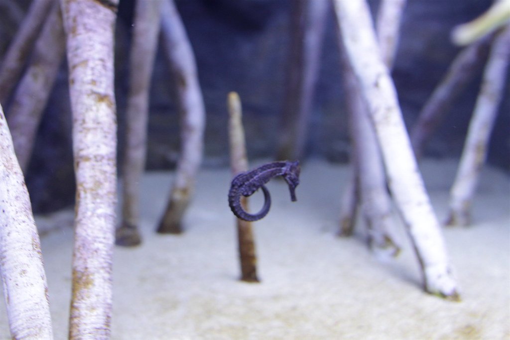 The Role of Environmental Factors (image credits: flickr)