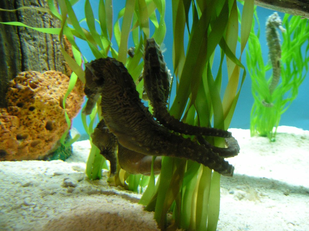 Comparing Seahorses to Other Unique Parents (image credits: flickr)