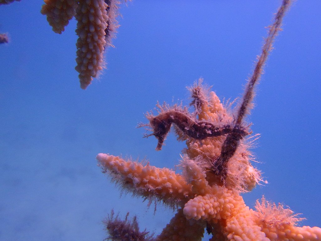 Conservation Implications of Male Pregnancy (image credits: flickr)