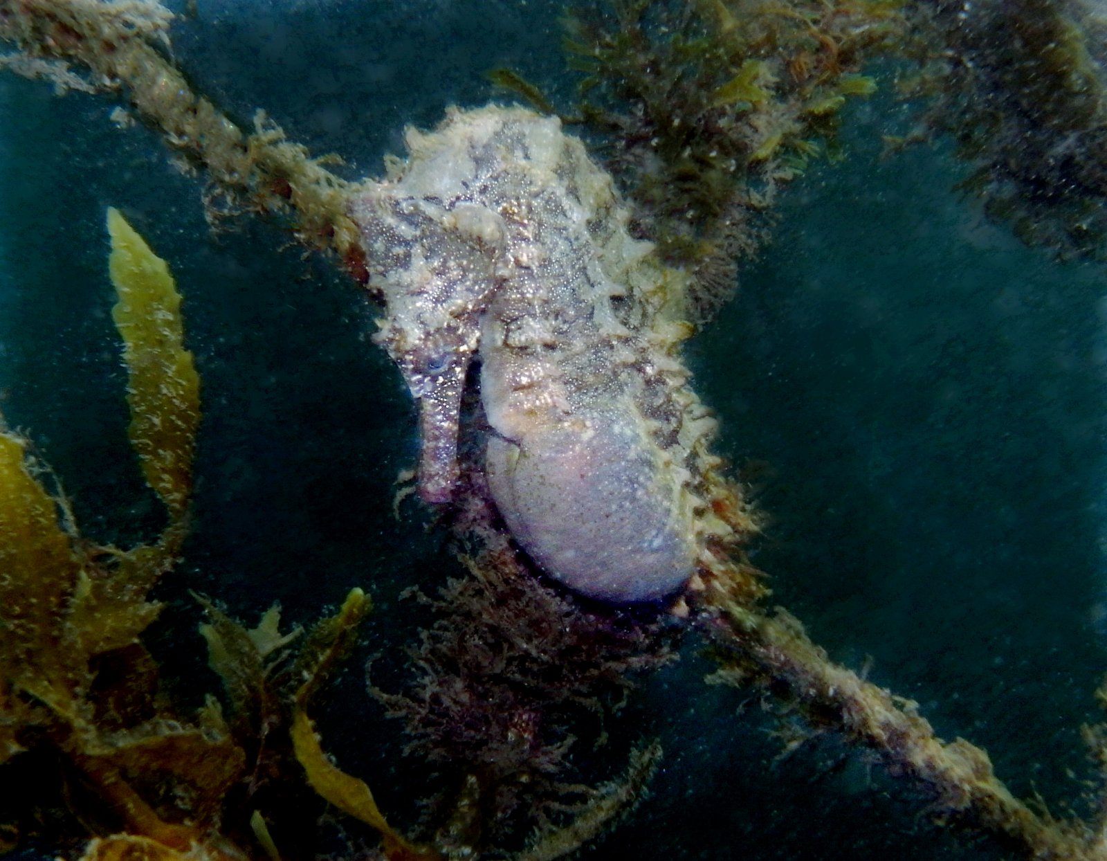 Lessons from Nature's Rule Breakers (image credits: wikimedia)