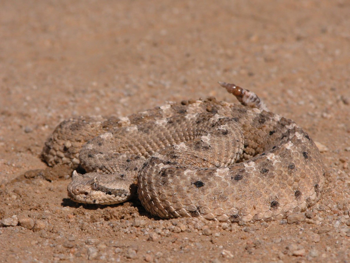 Slithering Serpents: Masters of Limbless Locomotion (image credits: wikimedia)