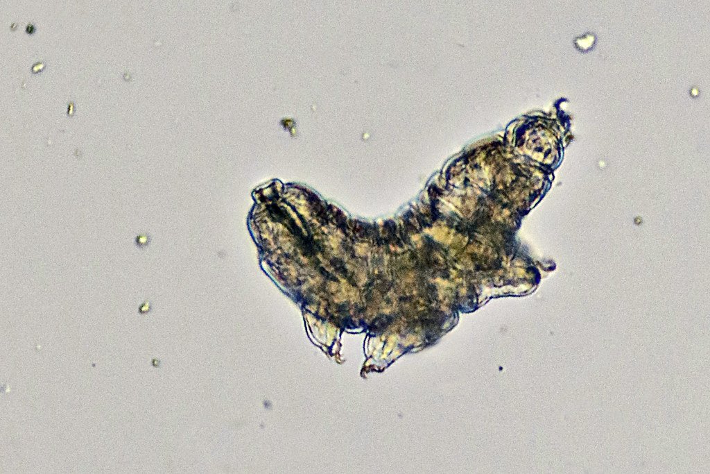 The Tardigrade's Indestructible Superpowers (image credits: flickr)