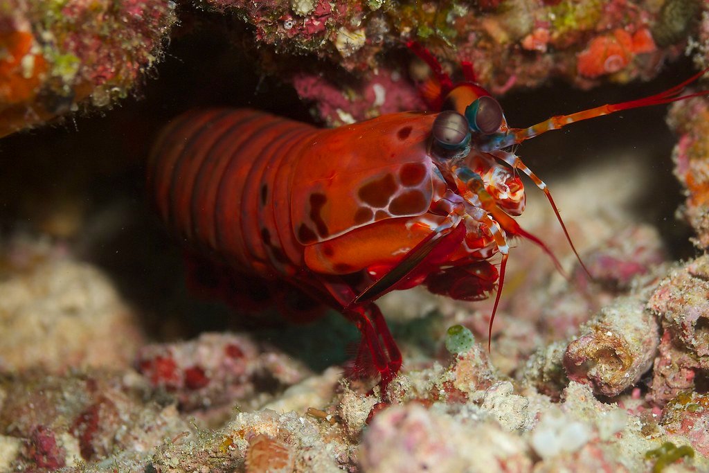 The Mantis Shrimp's Superhero Vision (image credits: flickr)