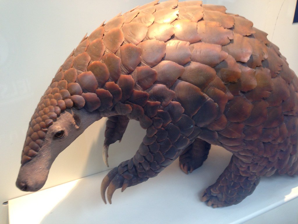 The Pangolin's Living Armor Strategy (image credits: flickr)