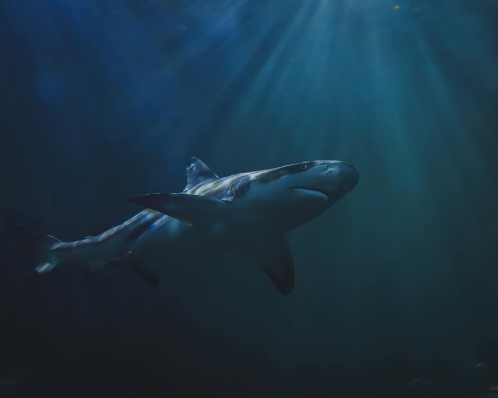 A solitary shark gracefully glides in deep ocean waters with sun rays filtering through.