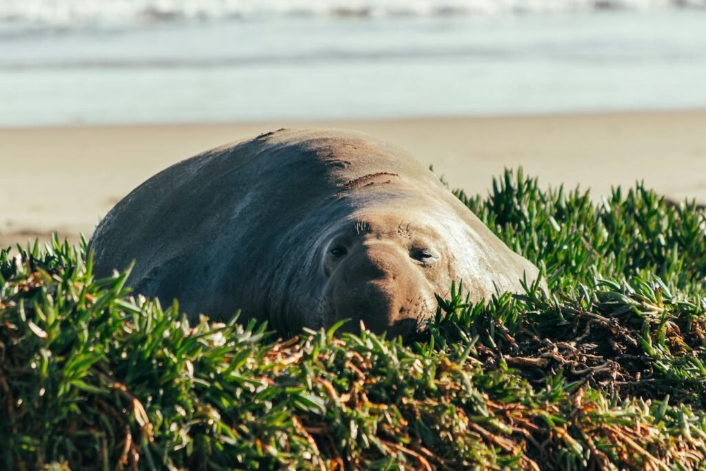 A southern elephant seal rests near the sea in lush greenery on a sandy beach.