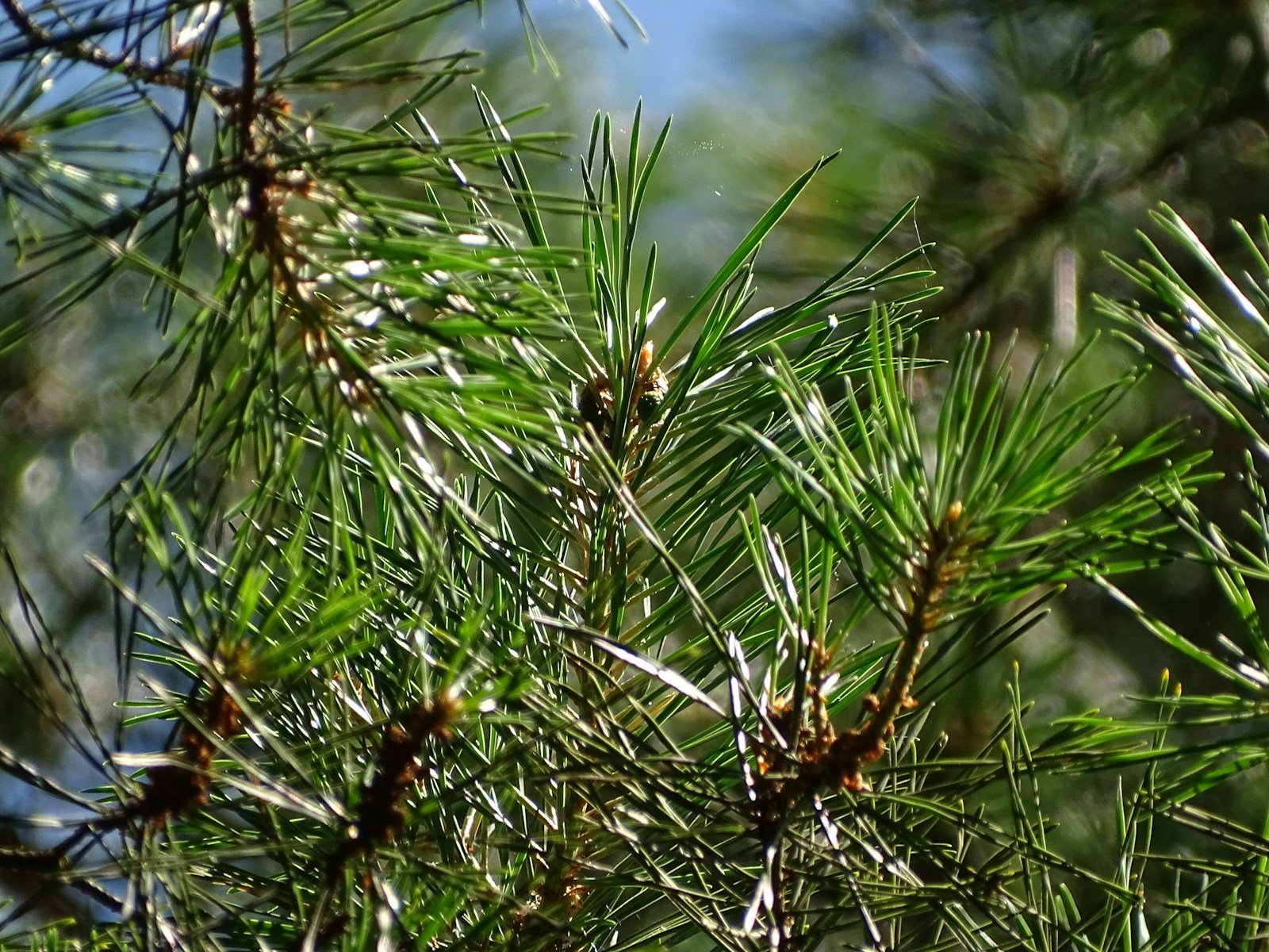 The World’s Slowest Growing Plants — And Why They Matter for Climate Science