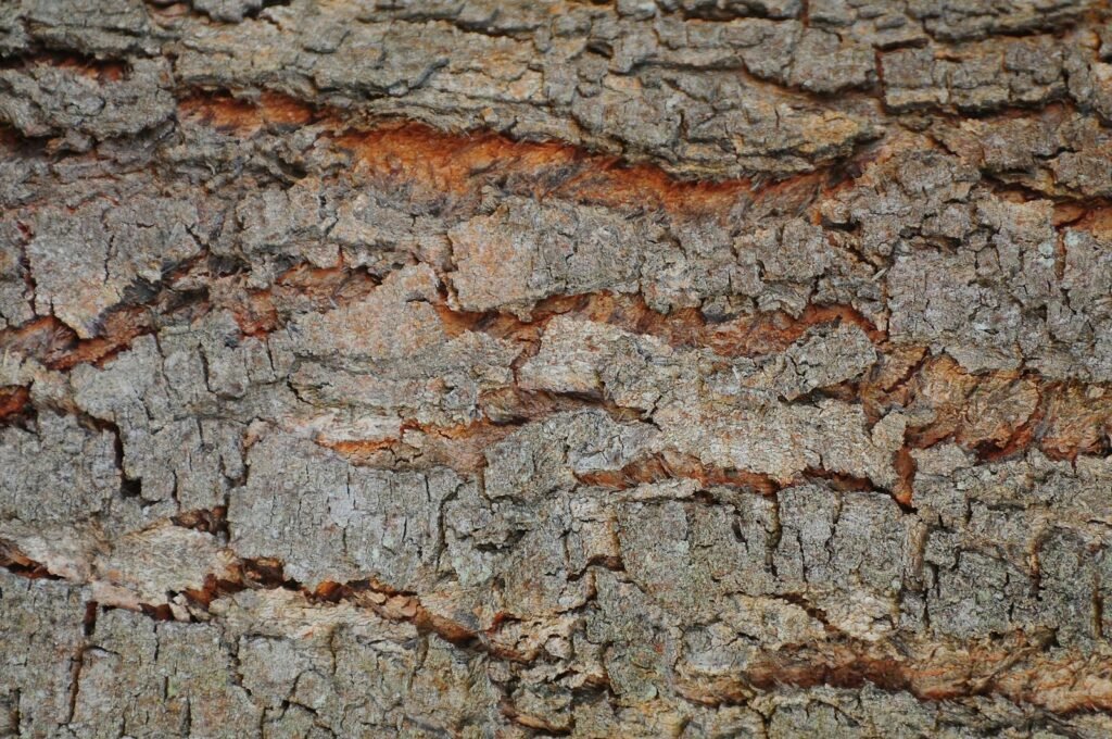 High-resolution macro shot of cracked and weathered tree bark surface.