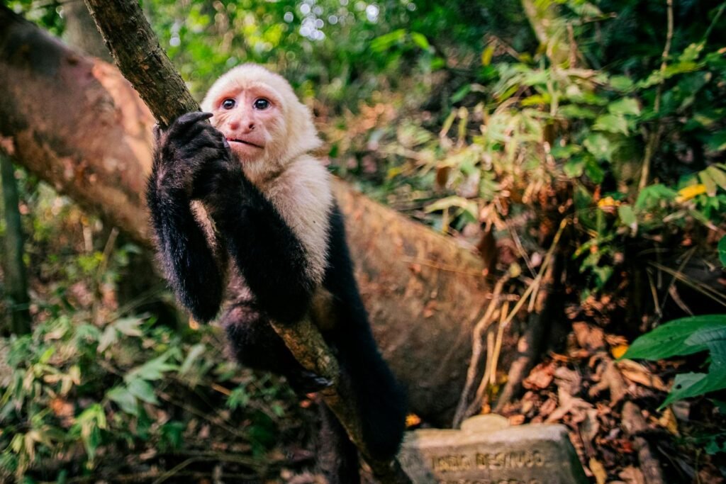 Close-up of a capuchin monkey gripping a branch in a vibrant tropical forest.