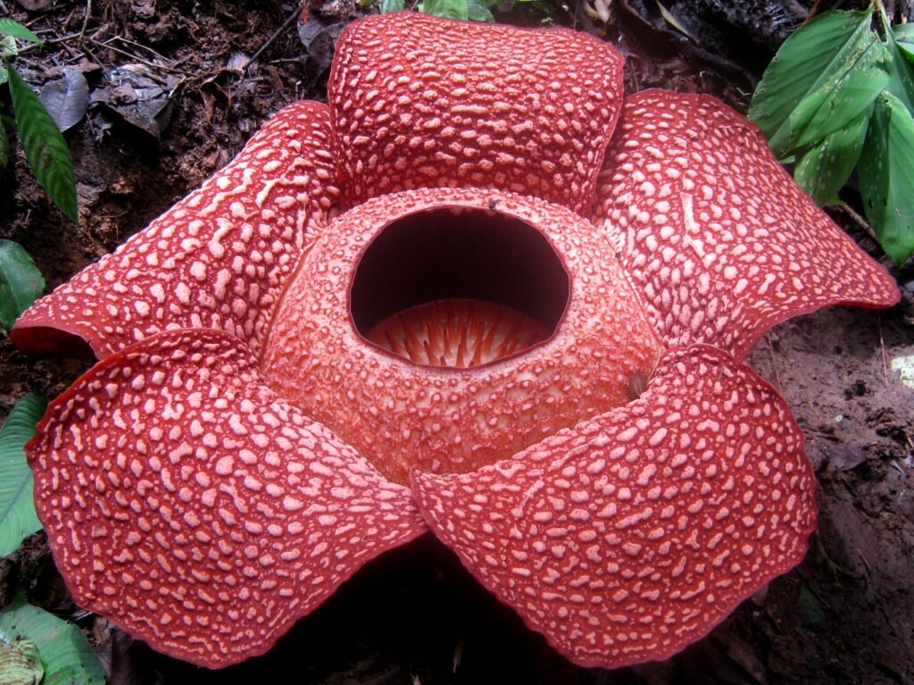 Rafflesia arnoldi.