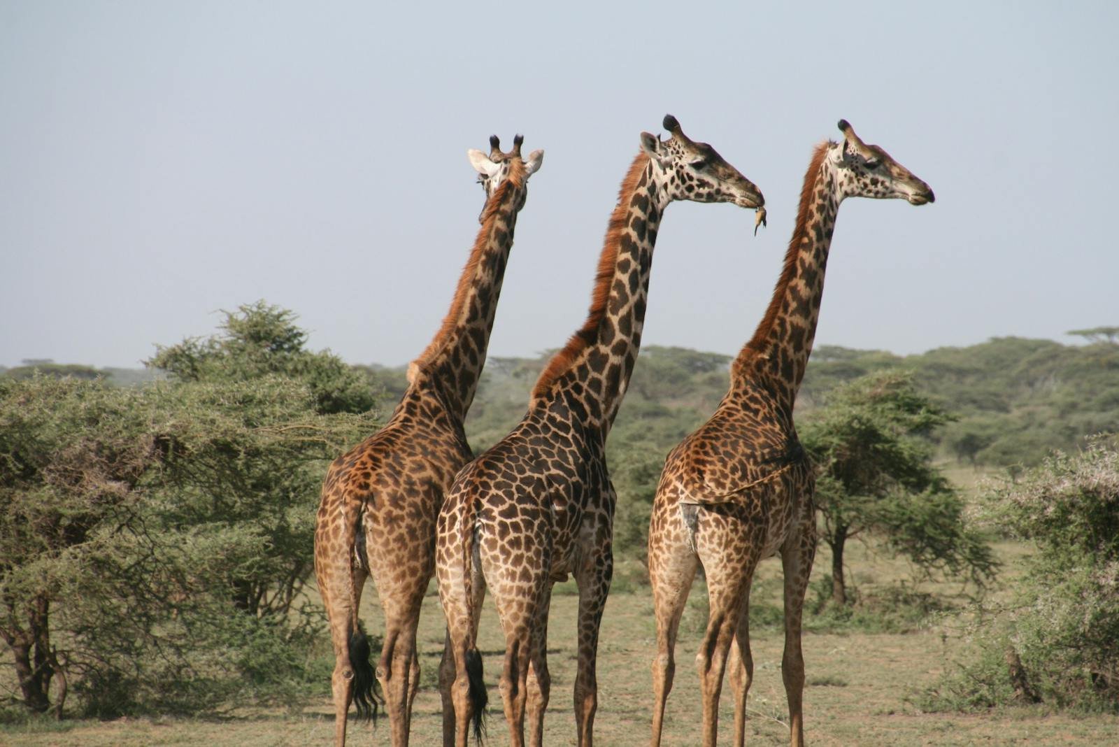 What Saving Giraffes Tells Us About the Future of African Conservation
