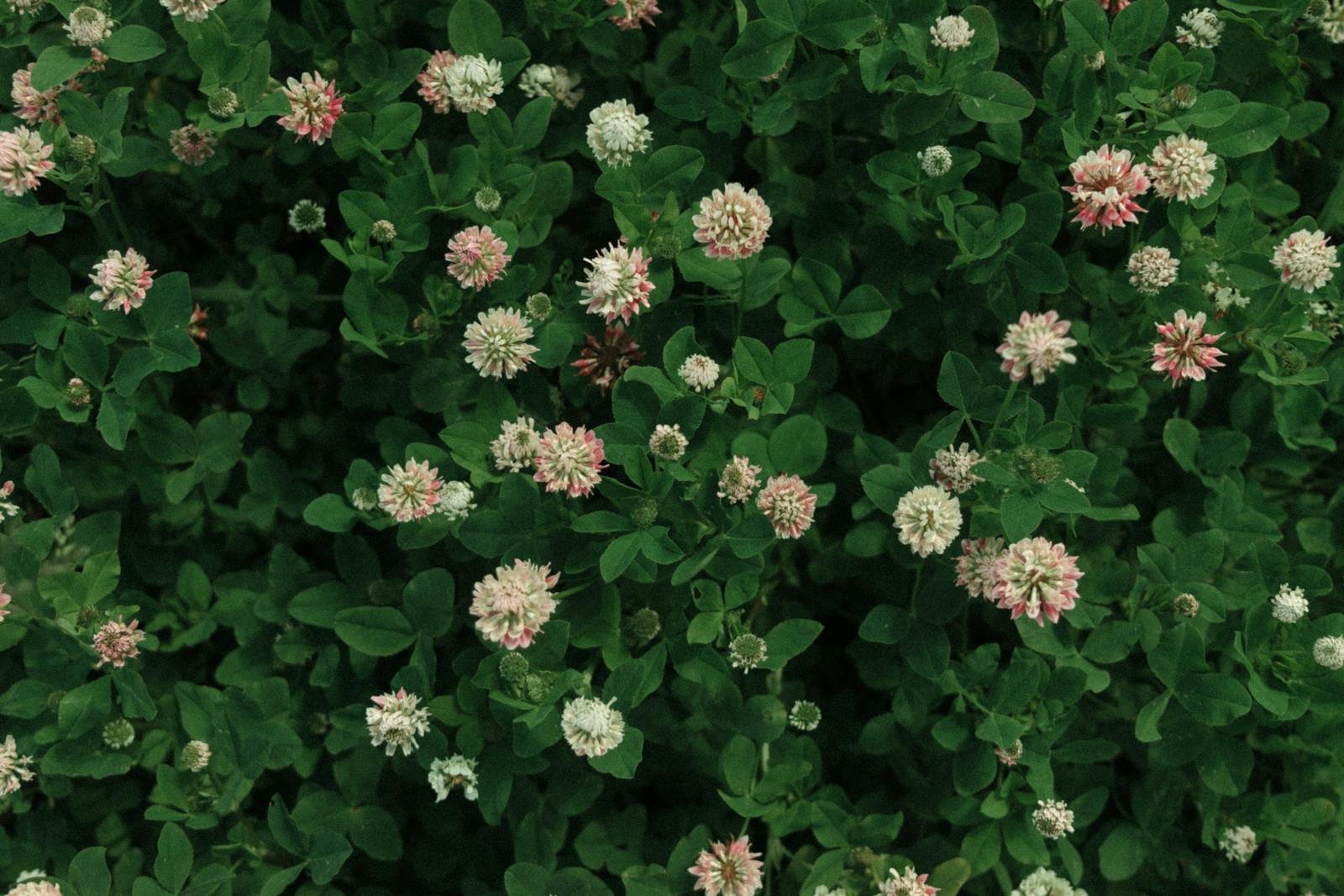 From Invasive to Inspired: How Gardeners Are Reclaiming Suburban Ecosystems