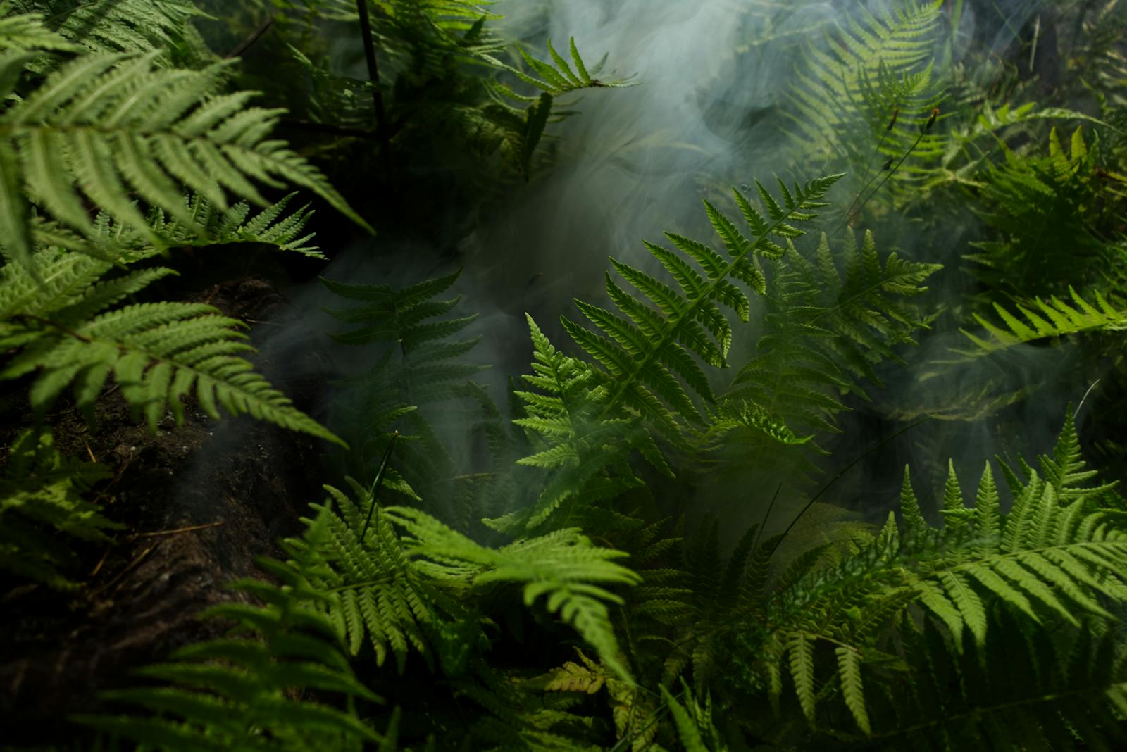 Understory Medicine: What Amazon Plants Could Teach Modern Pharmaceuticals