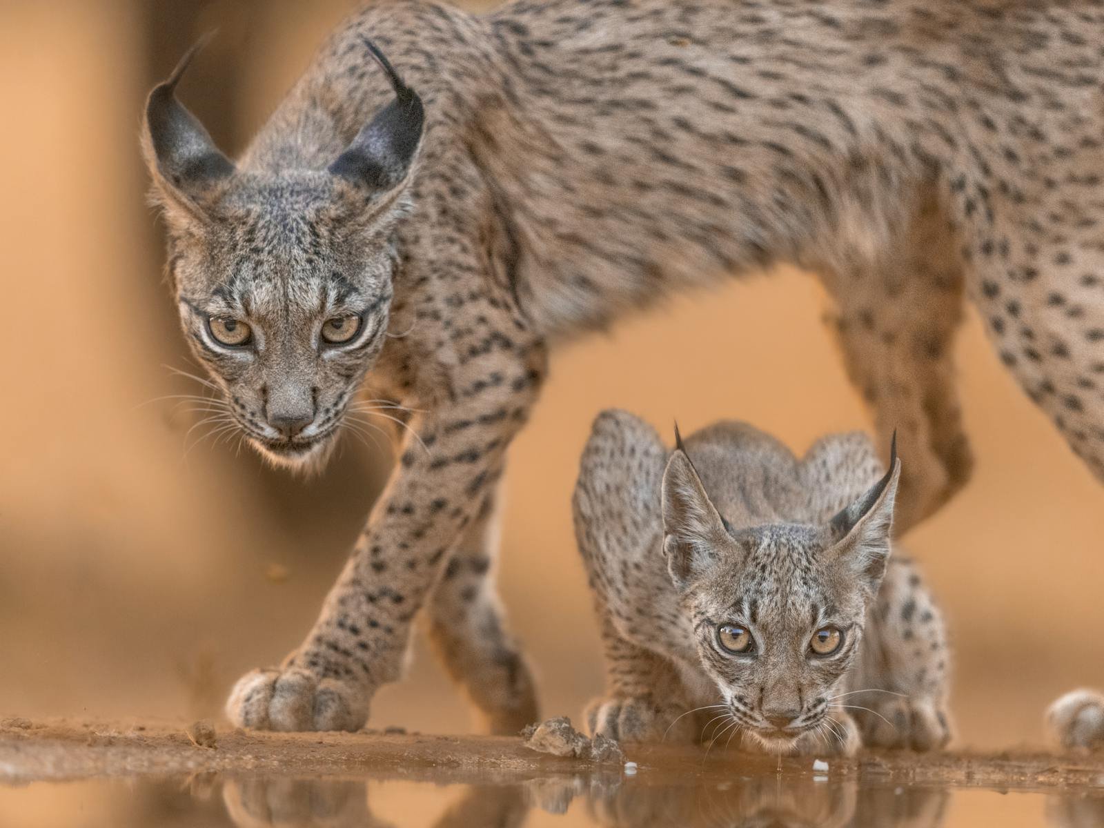 Bringing Back the Lynx: Inside Europe’s Bold Rewilding Efforts