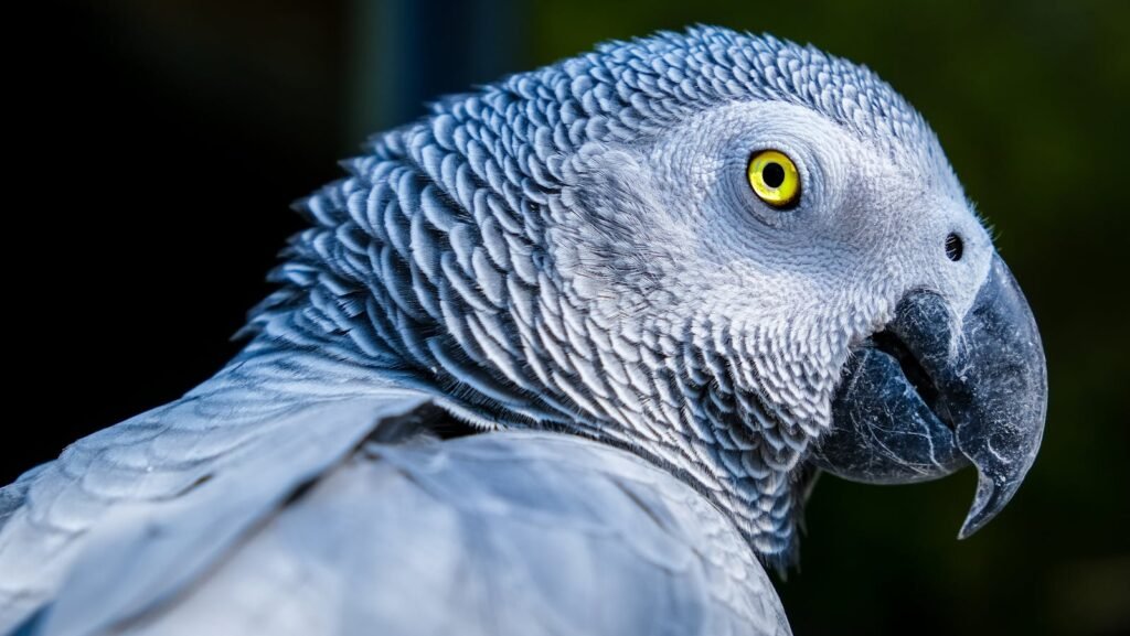 Detailed image of an African Grey Parrot showcasing its intricate plumage and bright eye.
