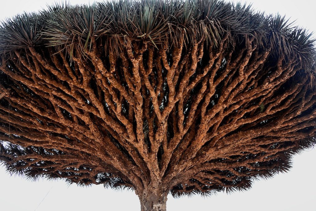 Dragon's Blood Tree, Socotra Island, Yemen.