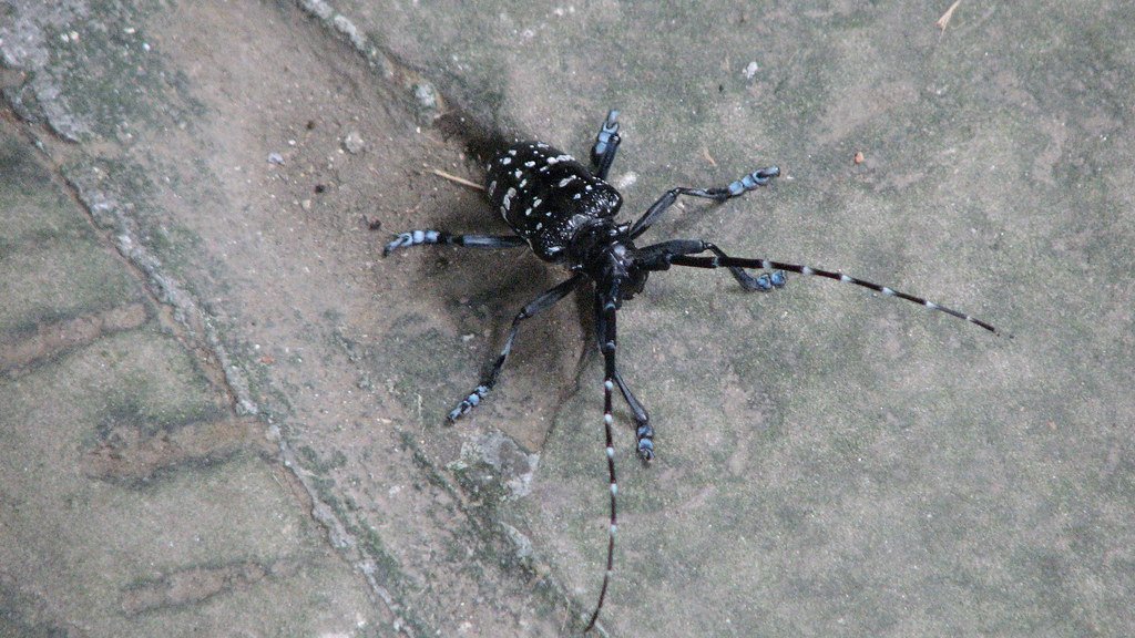 Asian Longhorned Beetle