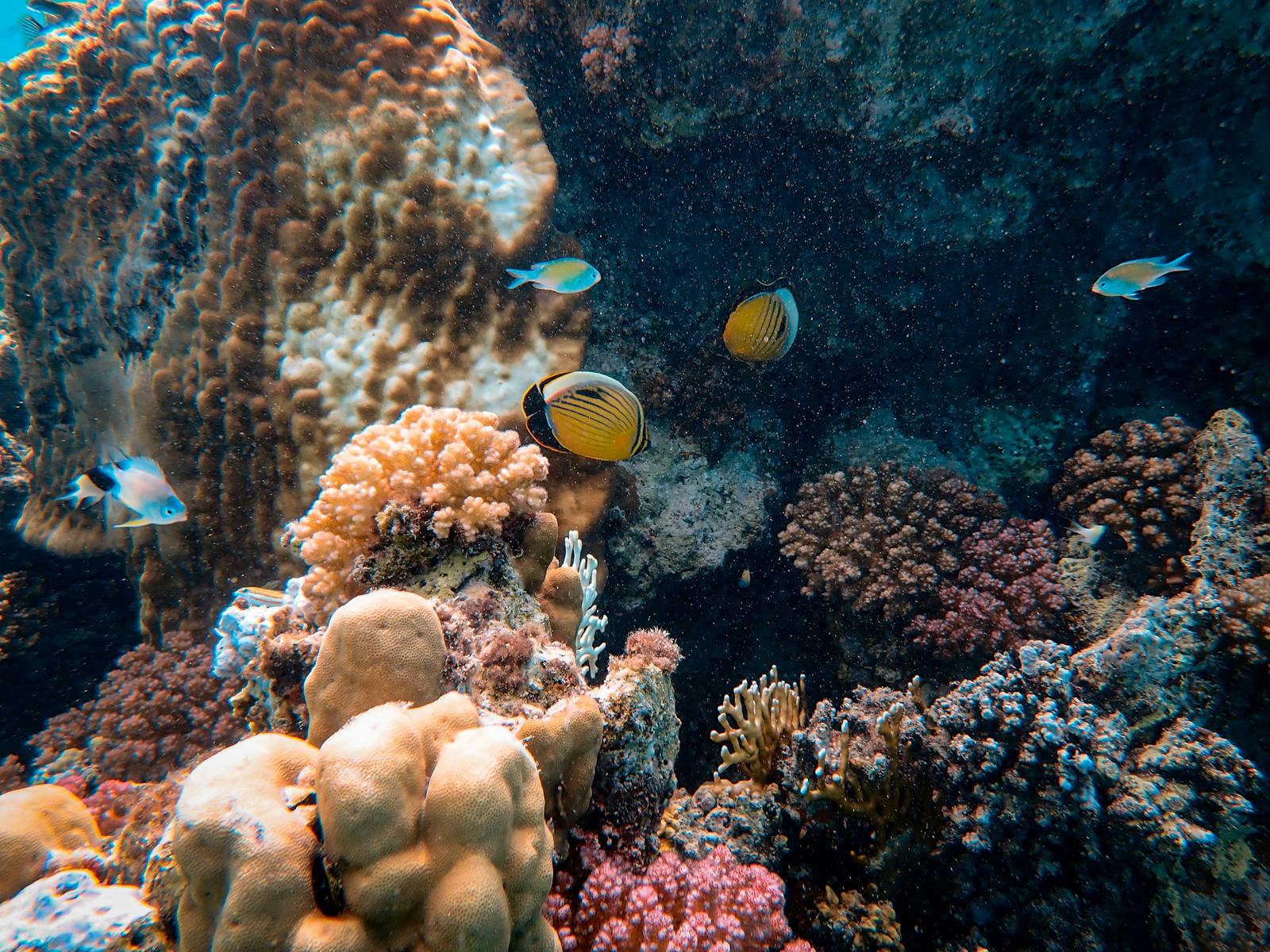 Why Are Coral Reefs So Colorful — And Why Are They Losing It?