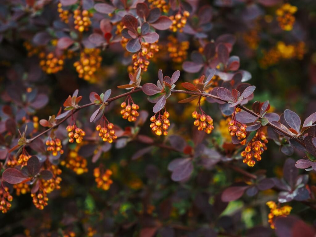Close-up of vibrant red Berberis berries against rich purple leaves in autumn.