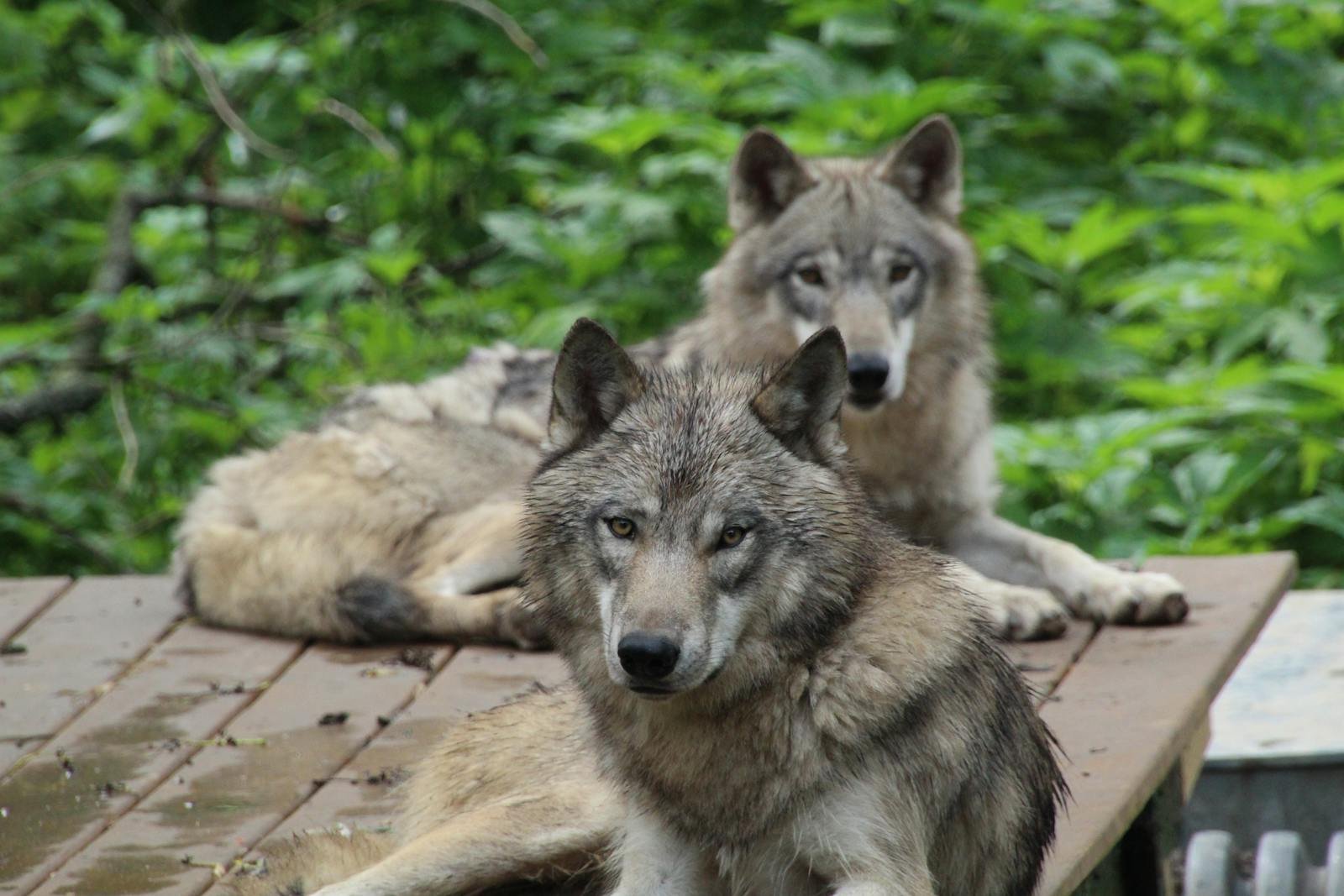 The Return of the Wolves: Where the Debate Rages Most Fiercely