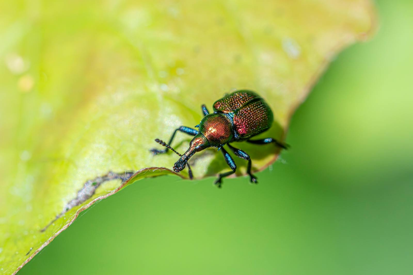 The Japanese Beetle: Why Your Garden Isn’t Safe in the Midwest