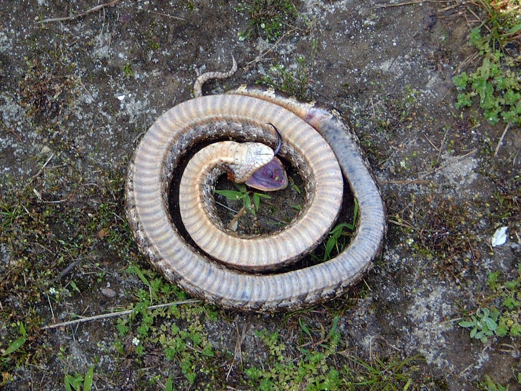 Hognose snake