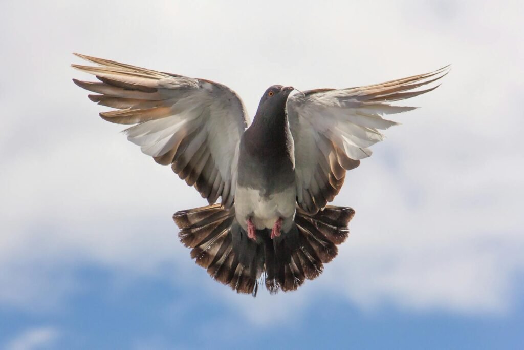 Graceful dove captured mid-flight with wings fully spread against a clear blue sky.