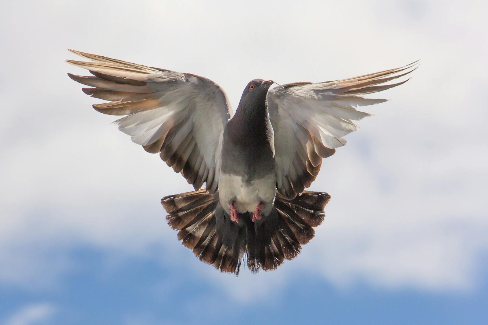How Pigeons Once Saved Lives During War – And May Again With Drones