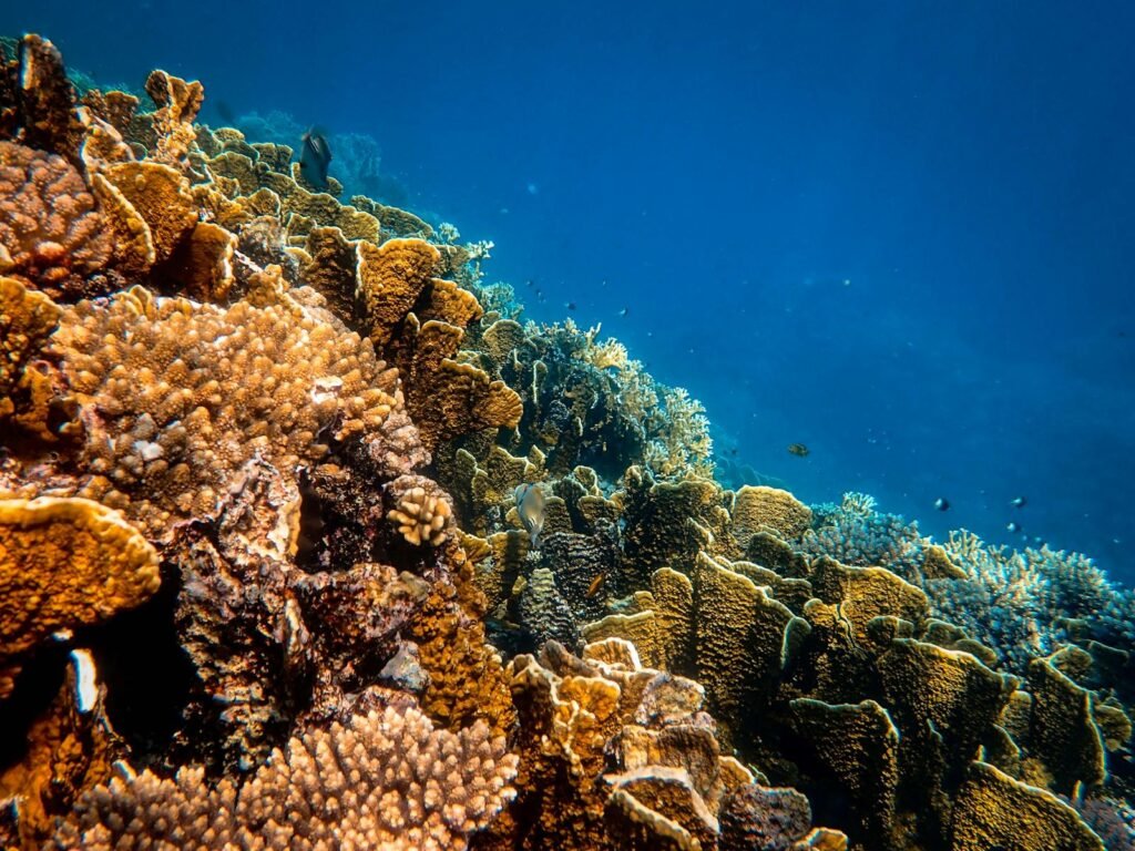A stunning underwater view of a vibrant coral reef showcasing diverse marine life and colorful corals.