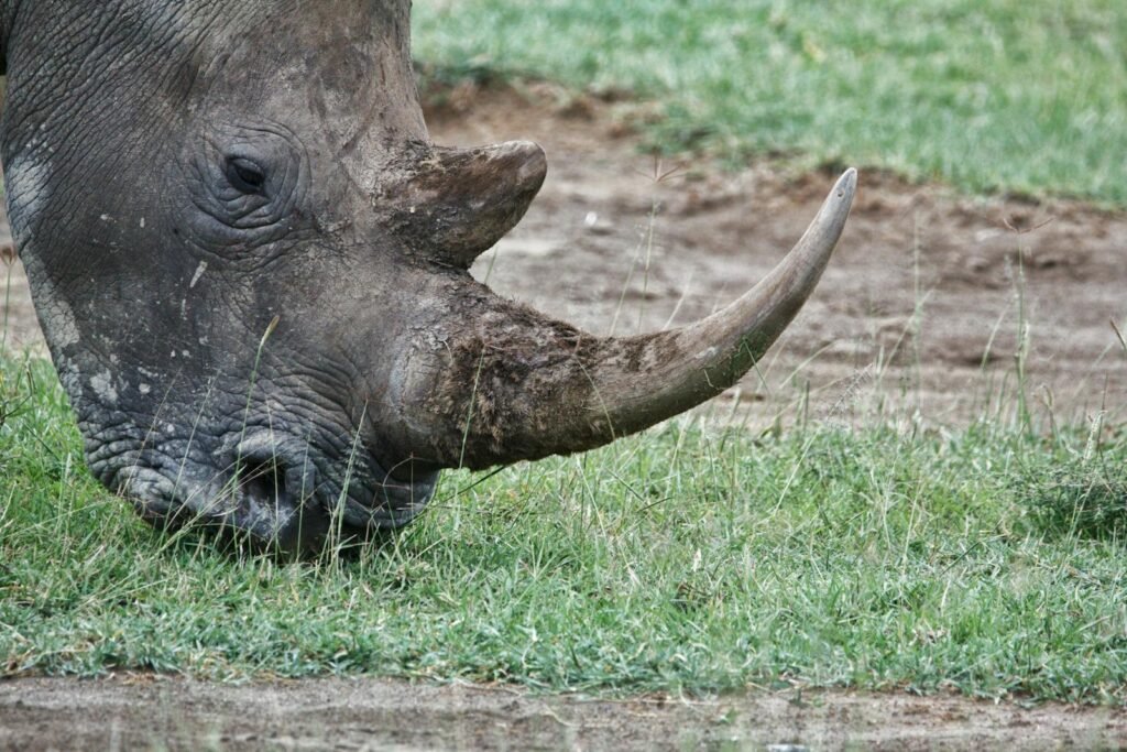 Detailed close-up of a rhinoceros grazing in a grassy area, showing its distinct horn.