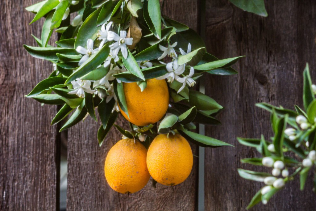 Oranges hanging from a tree branch.