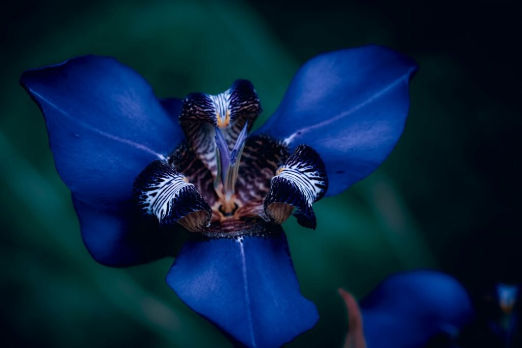 Blue petaled flower in the night.